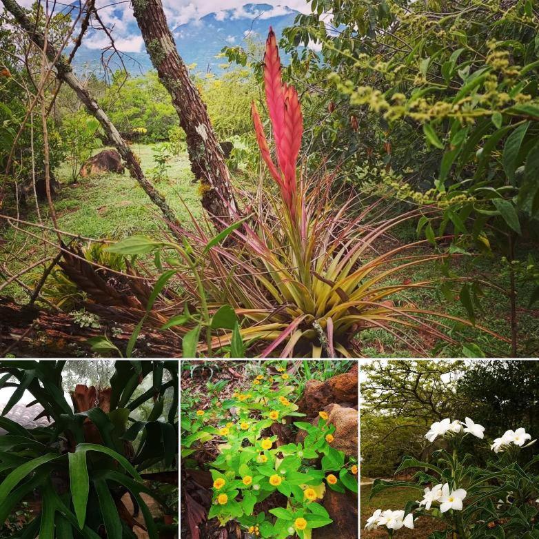 El Paraiso Posada Finca San Vicente Barichara Esterno foto